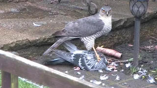 Sparrow Hawk feeding on pigeon it caught in residential garden in Walton near to Liverpool City Centre