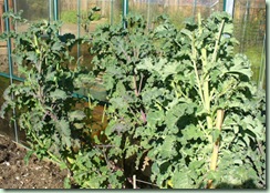 YearOldKale