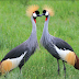 Grey crowned crane