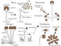 FUNGI UNBK 2018