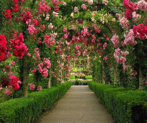 beautiful rose garden.