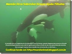 Mamãe Orca Sobrevive Graças Ajuda Filhotes_thumb[1]