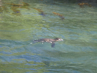 Penguin swimming