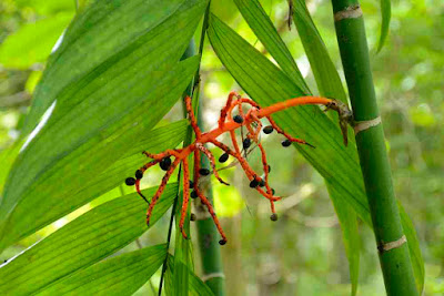 Close-up photo of one of the many plants in Tikal National Park, Guatemala