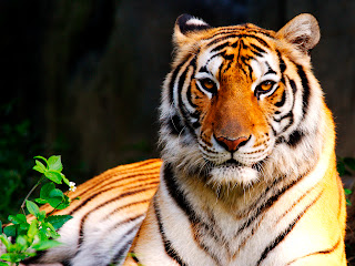 Sitting Tiger Beaıtiful Sharp Eyes HD Wallpaper