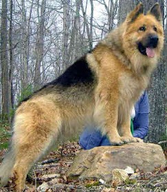 German Shepherd