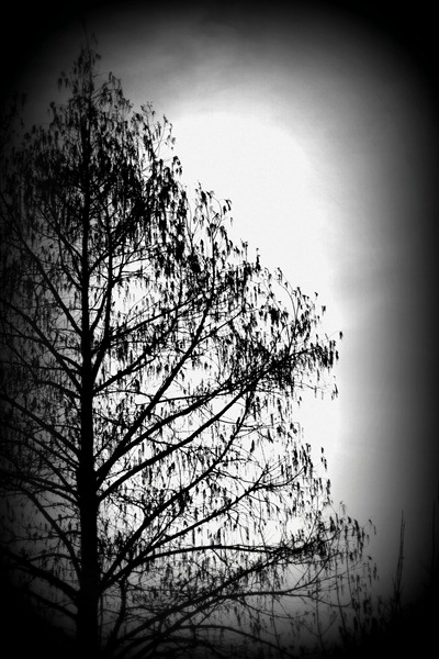 tree3
