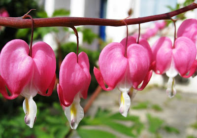 Bleeding heart pink and white flowers