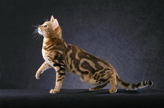 leopard cat