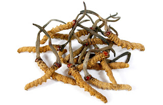 Cordyceps sinensis is treatment of sexual dysfunction.