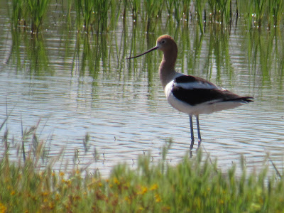 american avocet bird sacramento national wildlife refuge california birding hotspots pacific flyway shorebirds photography