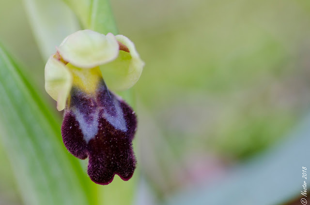 Orquideas - Logroño - La Rioja