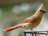 Cardinal Birds In Texas