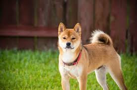 Perro Akita Inu Japón