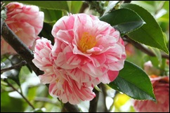 Buçaco - jardim do palácio - camelia rosa e branca