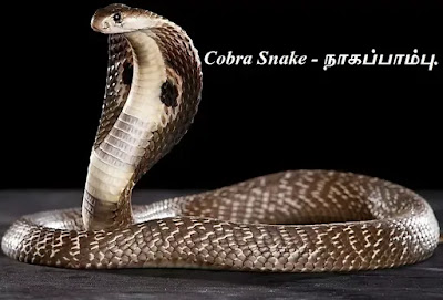 Cobra Snake.