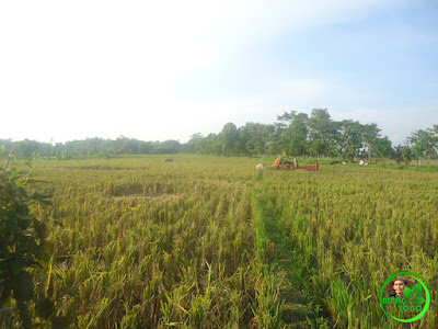 Hamparan sawah dan sisa batang padi di Blok Tegal Sungsang