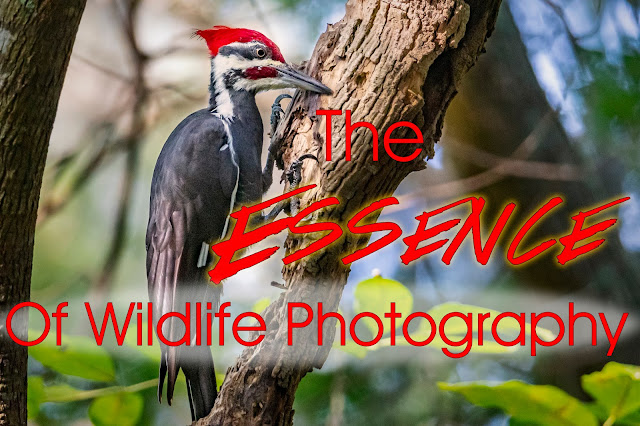 The Essence of Wildlife Photography