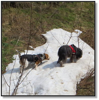 Hunde im Schnee