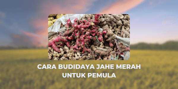 Cara Budidaya Jahe Merah untuk Pemula yang Wajib Diketahui