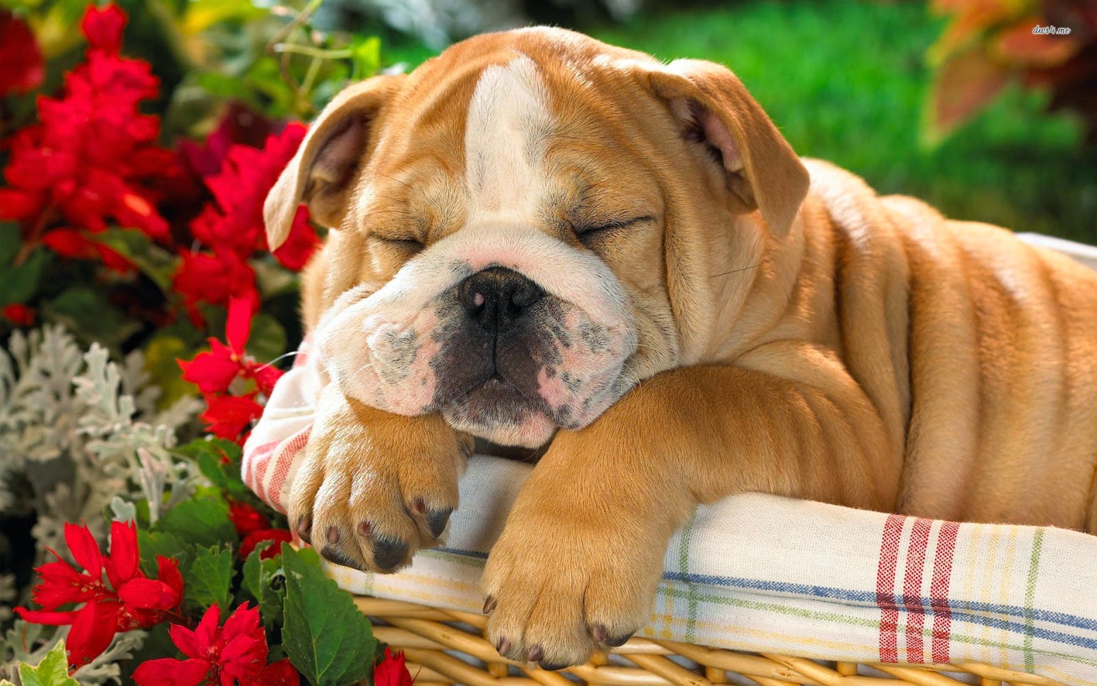 British Bulldog Puppies Lol Picture Collection HD Wallpapers Download Free Images Wallpaper [wallpaper981.blogspot.com]