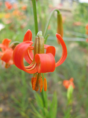 Лилия мозолистая (Lilium callosum)