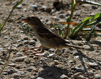 Gorrión común hembra (Passer domesticus)