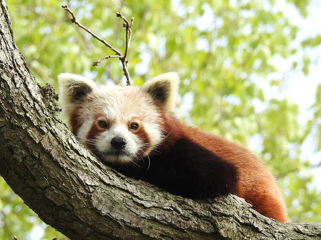 Red Panda - Panda Rojo