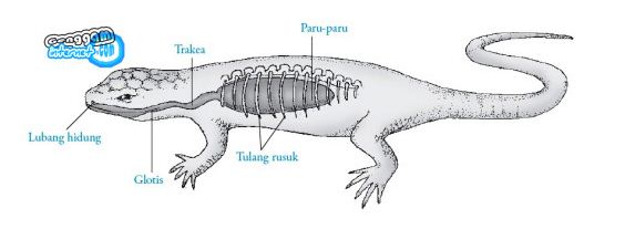 SAINS Sistem Pernapasan pada Hewan 