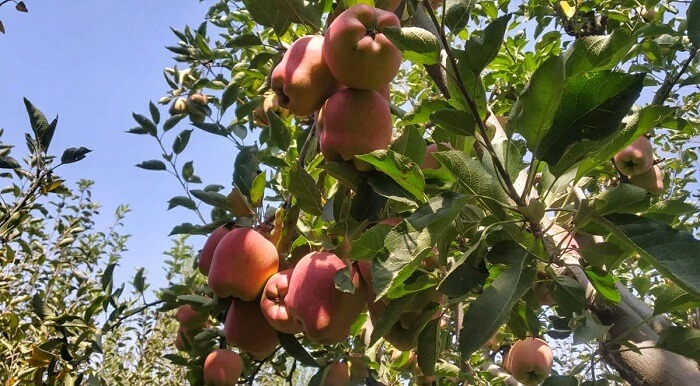 Apples of Jammu and Kashmir