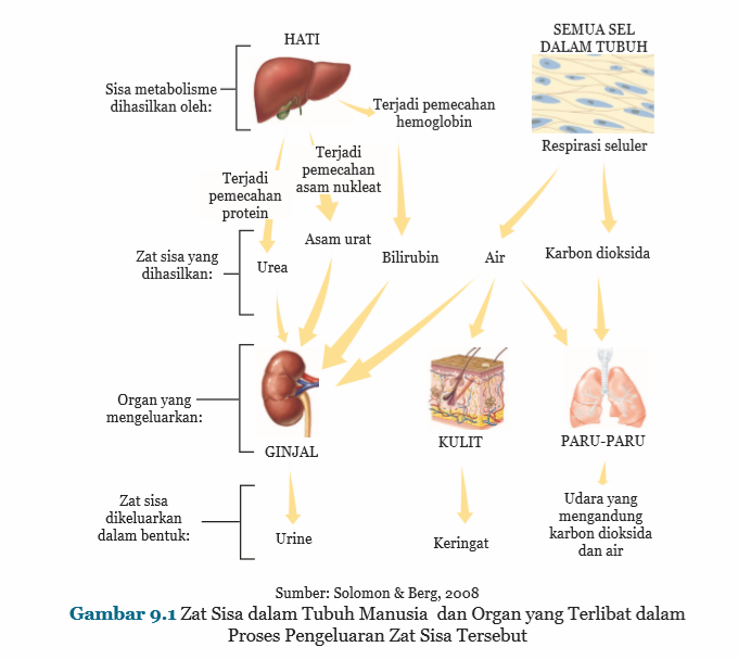 Zat Sisa dalam Tubuh Manusia  dan Organ yang Terlibat dalam Proses Pengeluaran Zat Sisa Tersebut