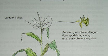 Gambar Morfologi Bunga  Jagung  Gambar Bunga 