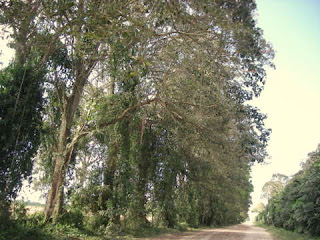  Tripoli, Honduras