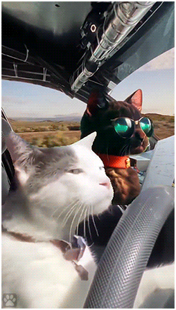 Digital Cat animation • When your cat drives your car Mode  'Rally Championship' activated!