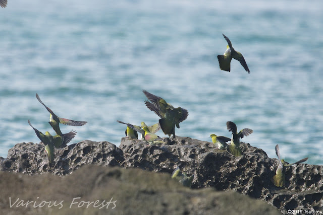 aobato(Green pigeon)