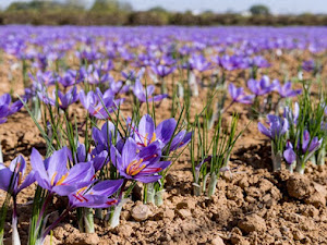 Bunga Saffron, Rempah Termahal di Dunia yang Belum Banyak Orang Tau!