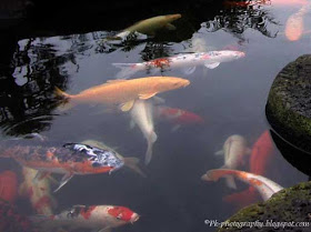 Koi Fish