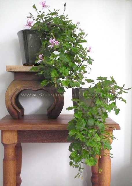 Scented pelargonium Marie Thomas blooming bonsai after 5 months of training in cascade style