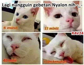 Ketika kucing nungguin gebetannya nyalon