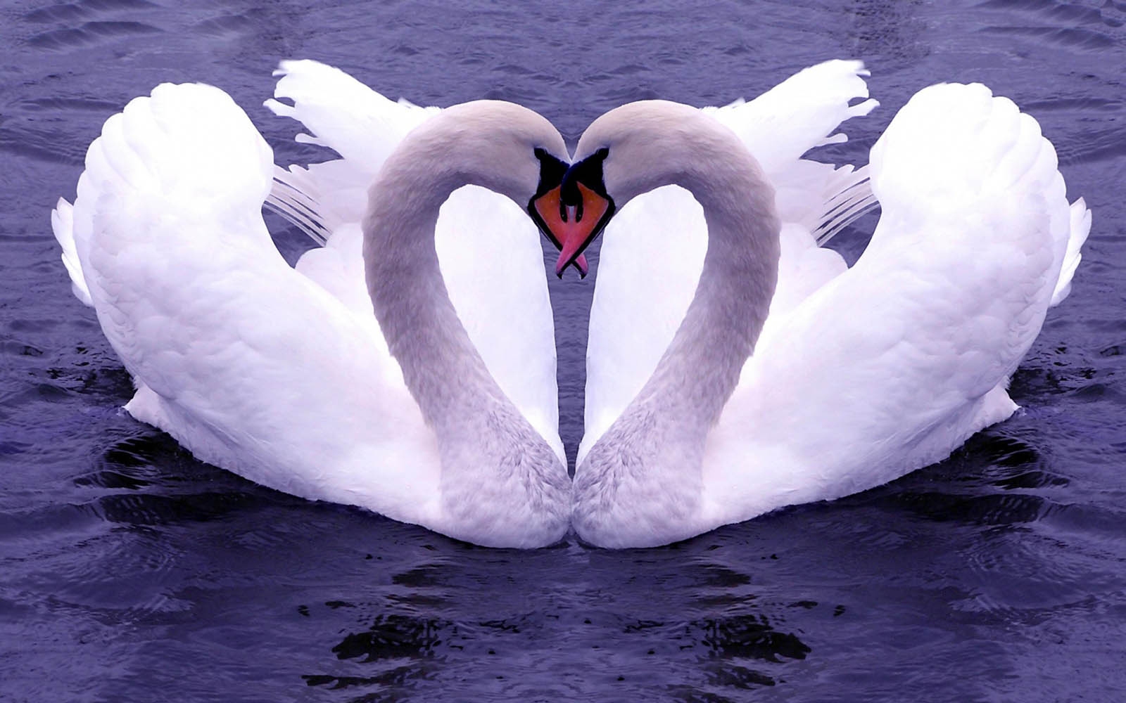 Love Birds Desktop Wallpapers Desktop Wallpaper