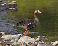 Greater white-fronted goose, Denali National Park and Preserve, AK  - July 27, 2009, NPS photo Ken Conger