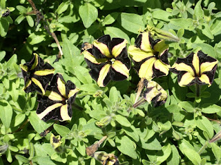 Petunia x hybrida 'Phantom' - Petunia 'Phantom' 