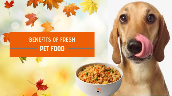 fresh pet food in Delhi,