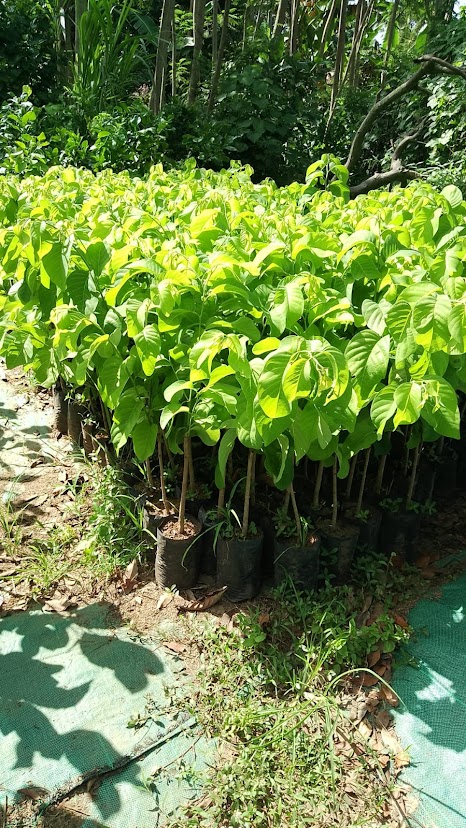 bibit tanaman buah srikaya jumbo unggulan pekanbaru Sumatra Selatan