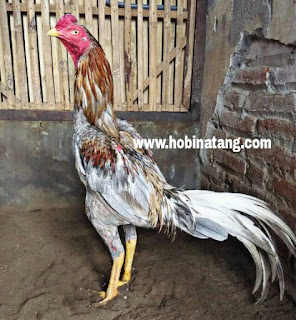  Ayam bangkok dikenal sebagai ayam aduan atau ayam petarung yang handal 10 Jenis Ayam Bangkok Terbaik dan Bagus untuk Dipelihara