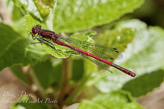 Frühe Adonislibelle (Pyrrhosoma nymphula)