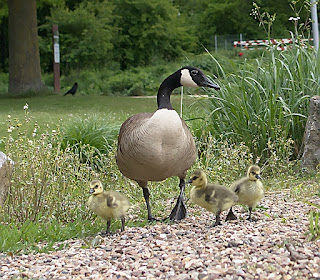 gans mit jungen küken Glockensee