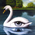 Inspiração animal:cisne