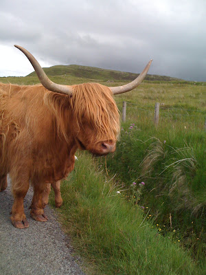 Isle of Skye in Scotland Highland Cattle