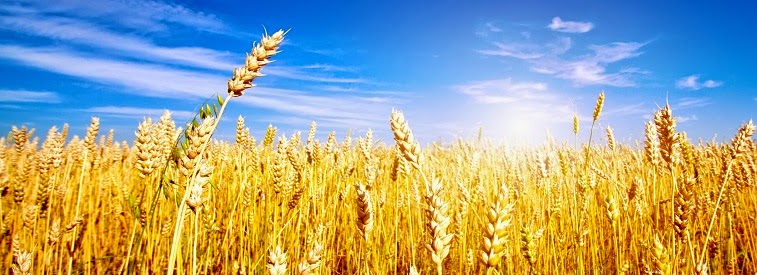 http://www.fwi.co.uk/arable/wheat-variety-skyfall-receives-full-milling-approval.htm